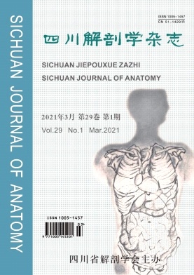 四川解剖学杂志期刊封面