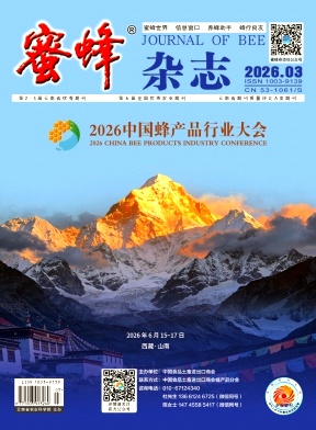 蜜蜂杂志期刊封面
