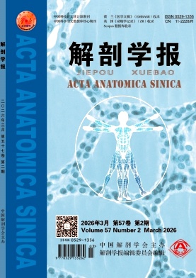 解剖学报期刊封面