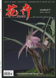 花卉期刊封面