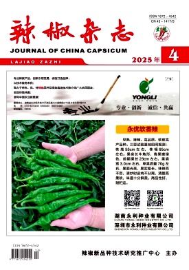 辣椒杂志期刊封面